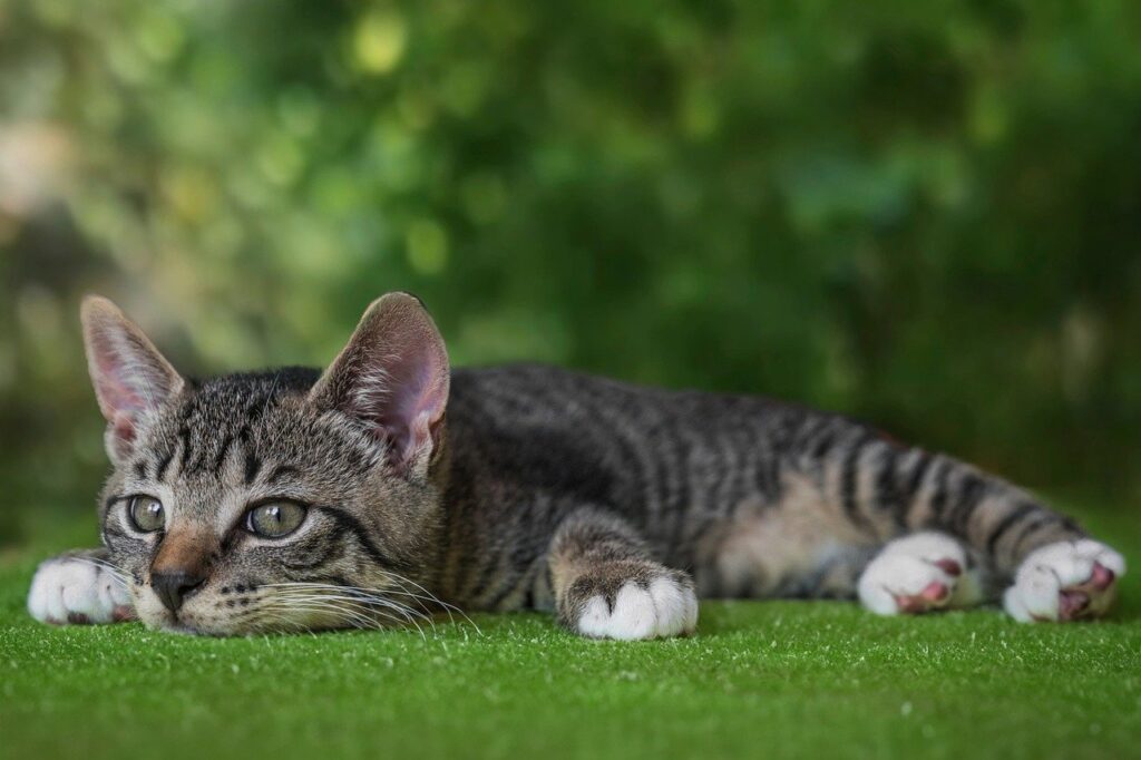 Lymphome du Chat Tout savoir sur ce cancer fréquent chez les félins