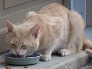 aliment toxique chat