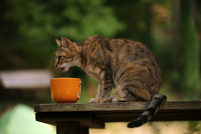 faire grossir un chat maigre