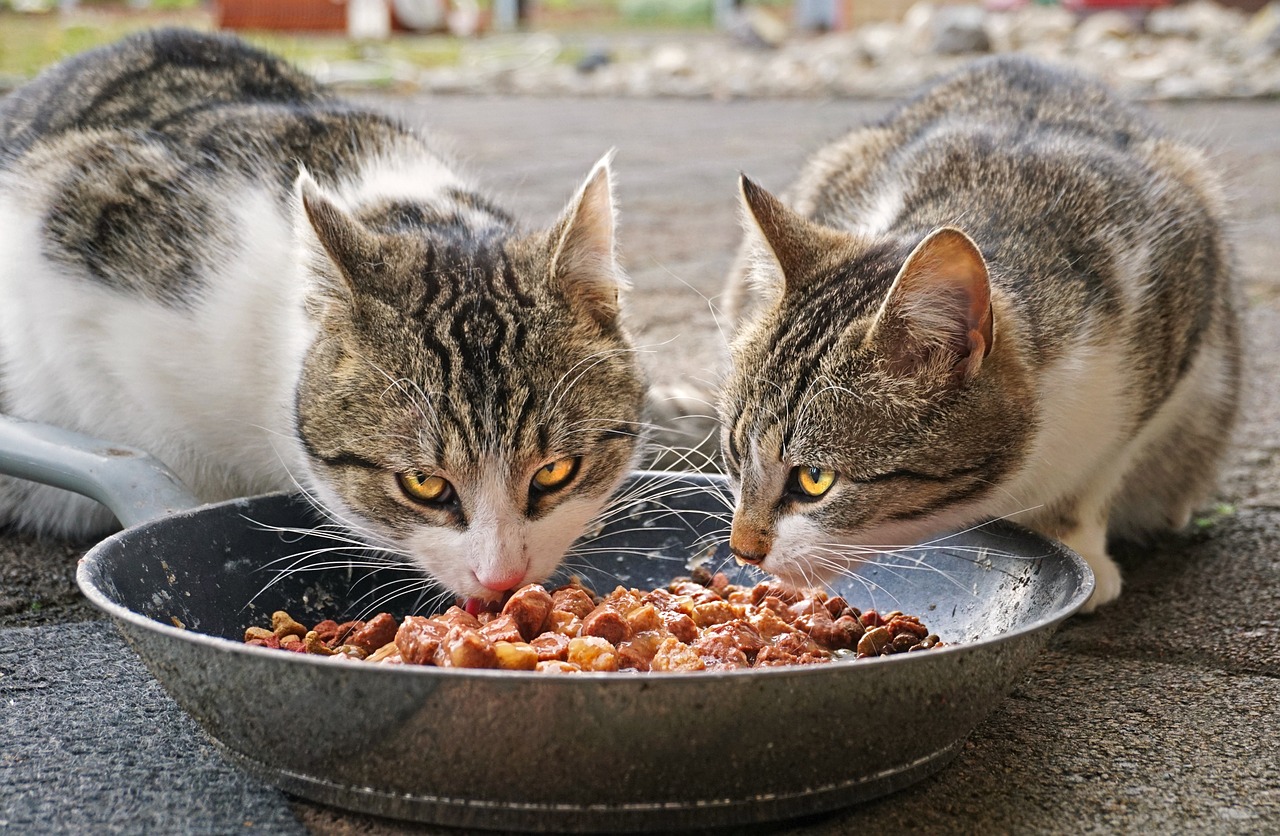 recette maison pour chat