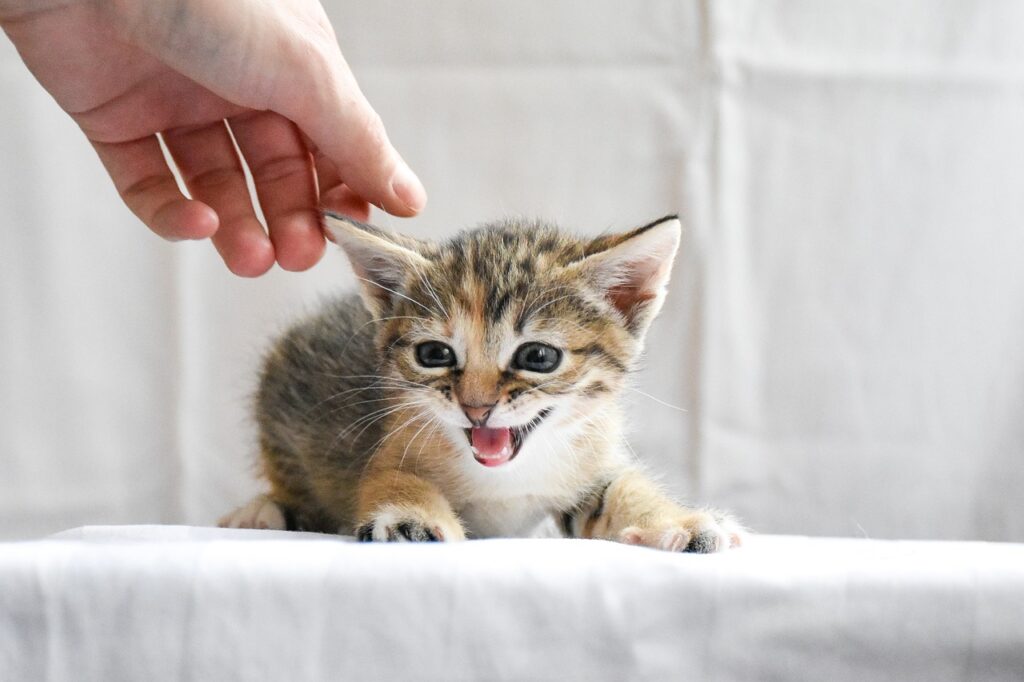 nourrir chaton non sevré