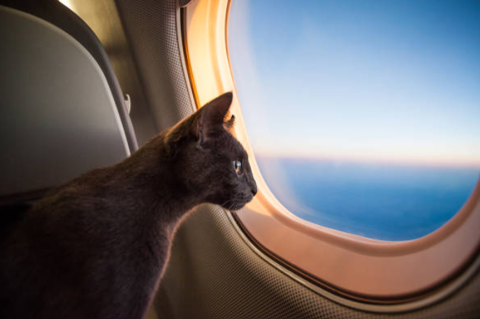 voyager avec un chat en avion