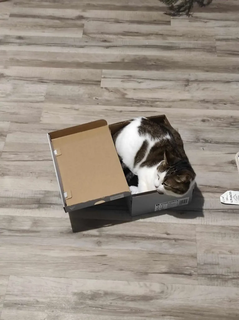 Pourquoi mon chat aime les boîtes en carton ?