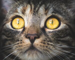 chat qui perd ses moustaches