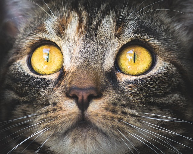 chat qui perd ses moustaches