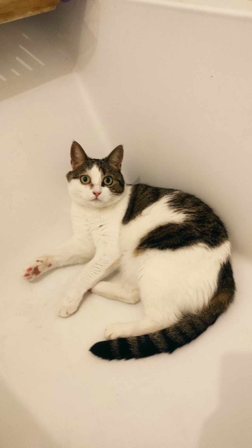 chat dans une baignoire eau