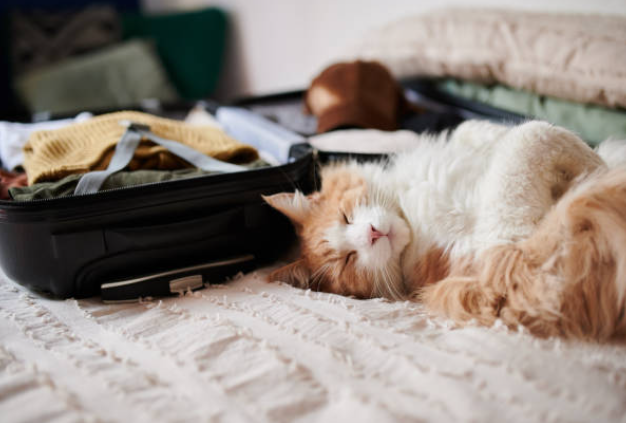 voyager avec son chat en avion