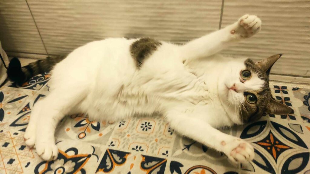 Pourquoi mon Chat atil le ventre gonflé ? Causes et Conseils — free download