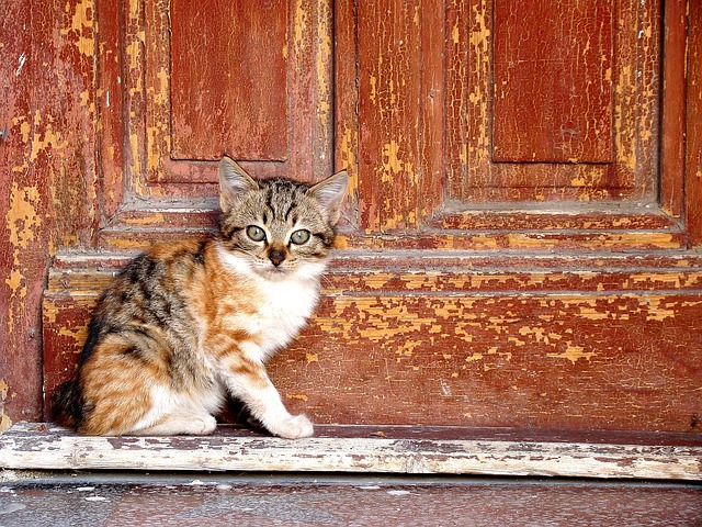 chat qui gratte les portes