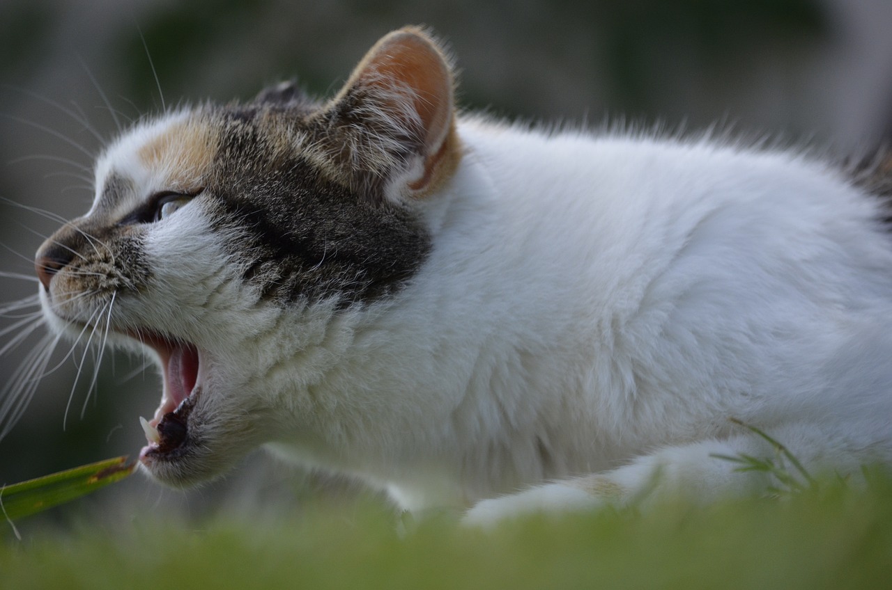 chat qui mache dans le vide