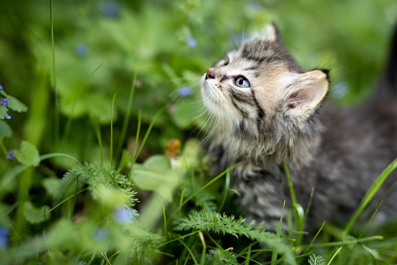 chat qui mange de l'herbe