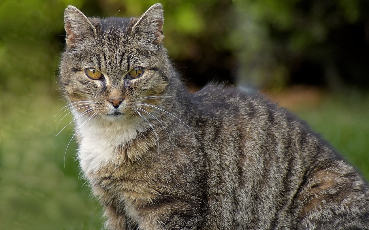 vieux chat qui maigrit