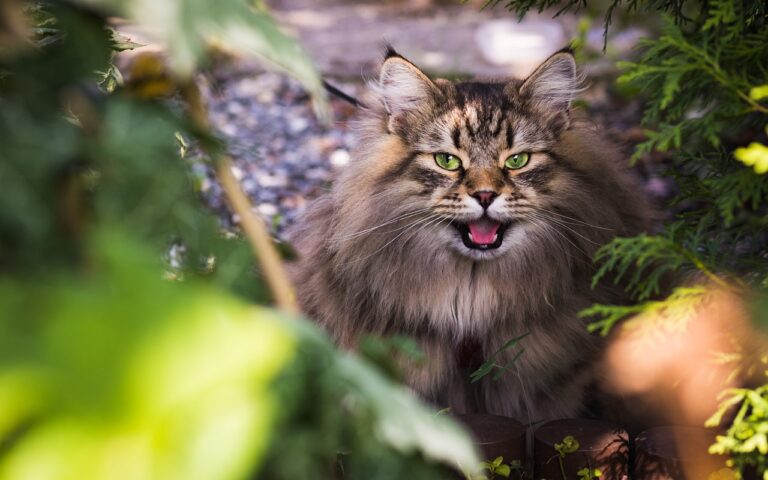 chat qui claque les dents