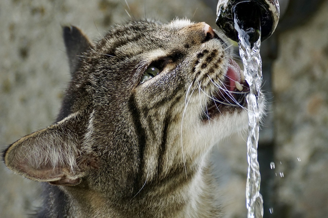 chat qui ne boit pas assez eau