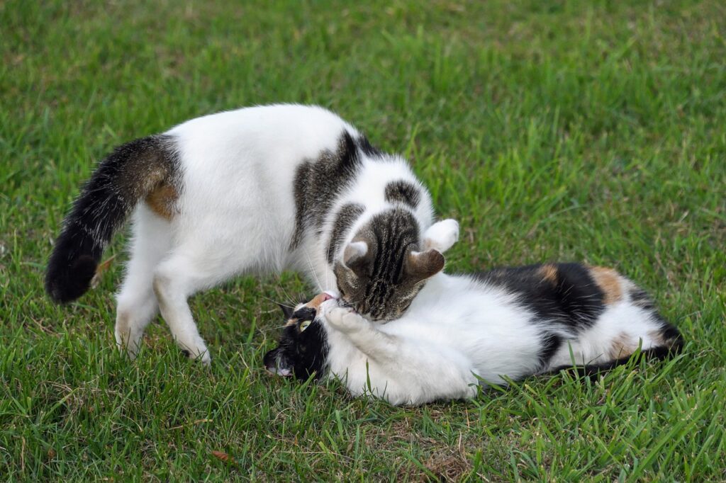 faire fuir un chat qui embête le mien