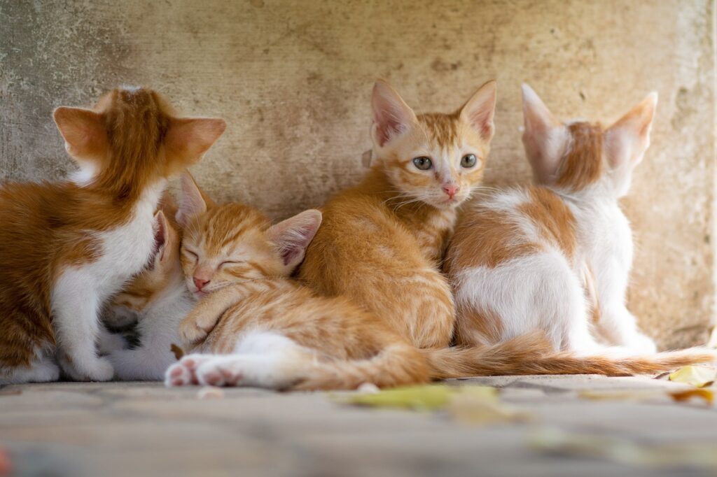 chats qui se lèchent entre eux