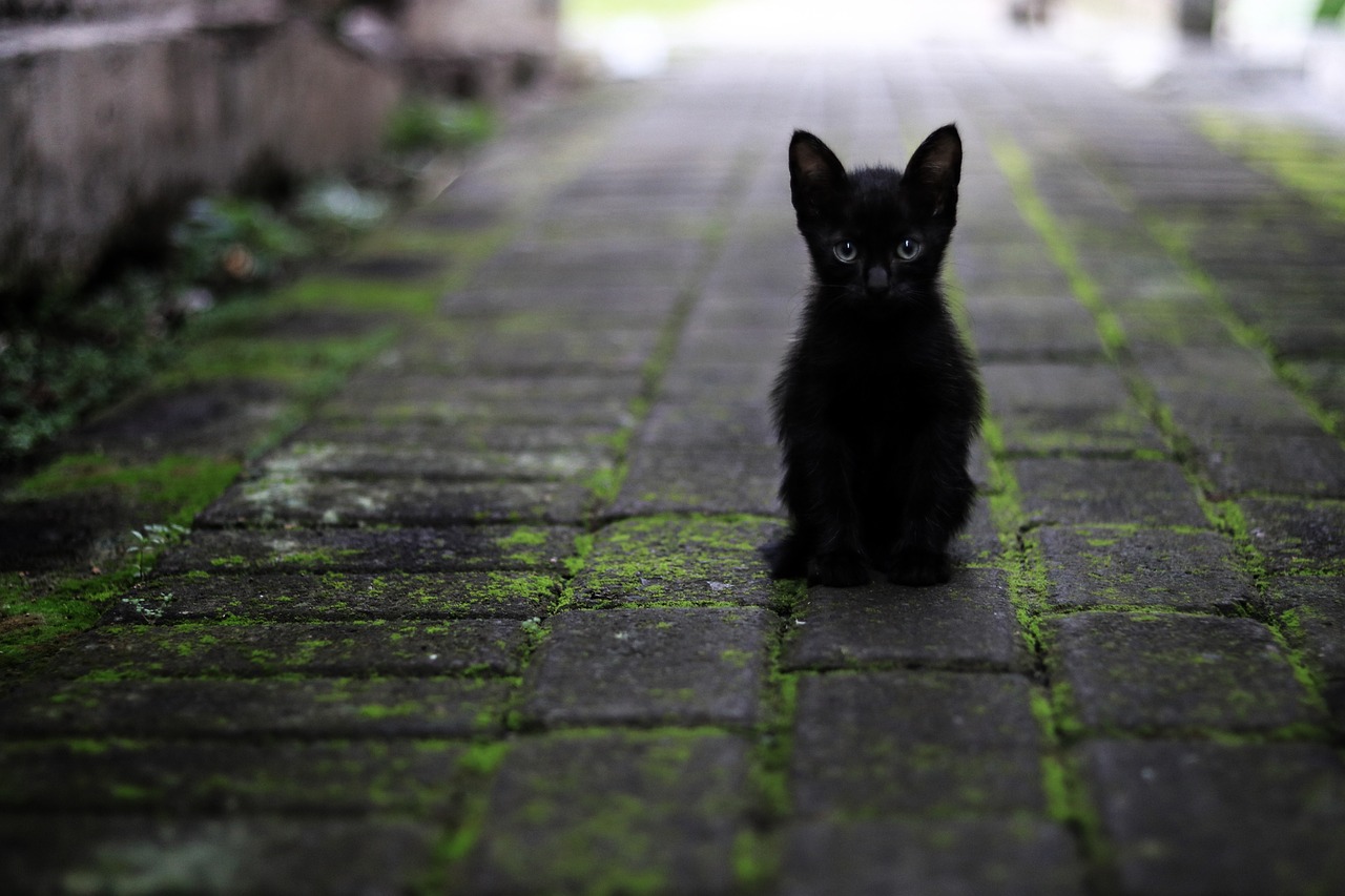 faire le deuil de son chat