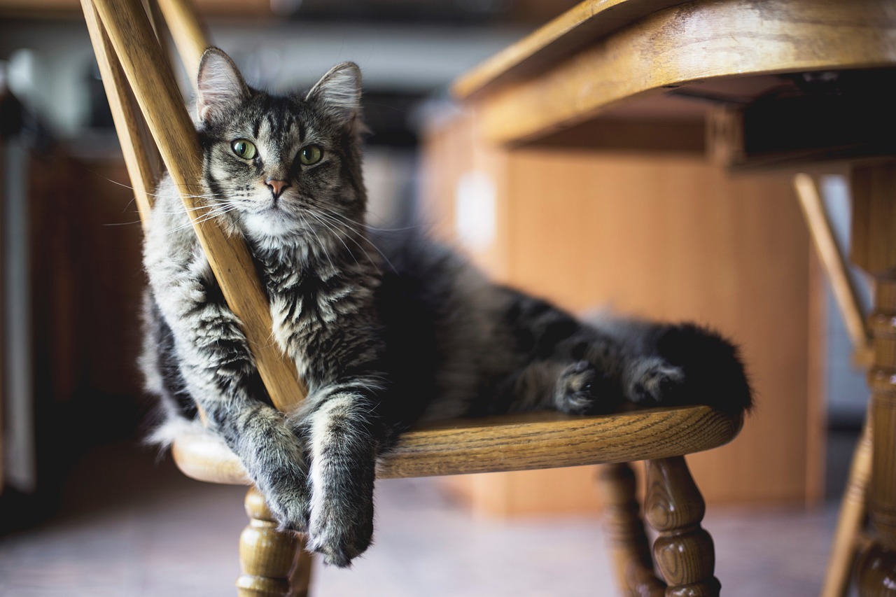 jouer avec son chat