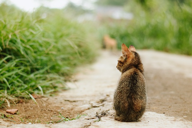 répulsif naturel chat