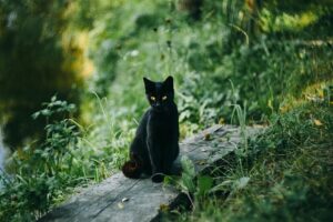 superstition chat noir