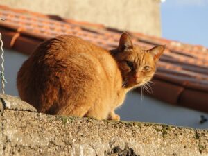 chats-orange