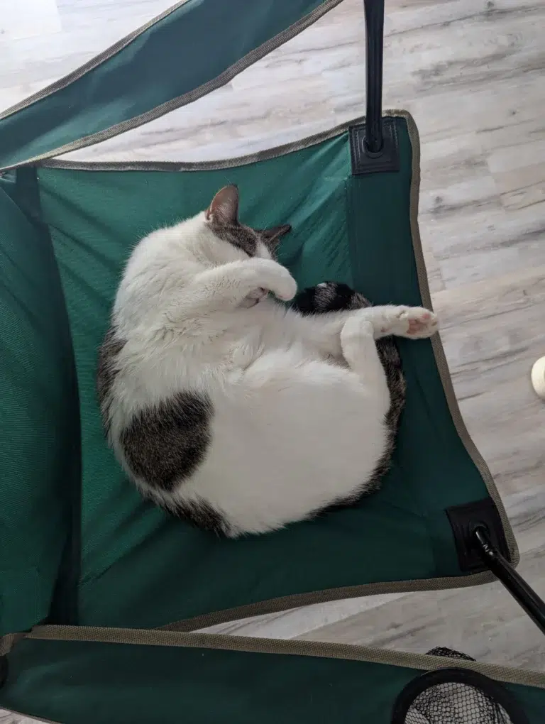 Chat jaloux : comportement ou stress ? Décryptage complet + solutions concrètes